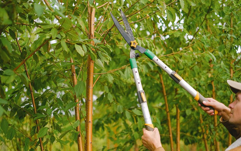 Tree trimming in Grifton, NC